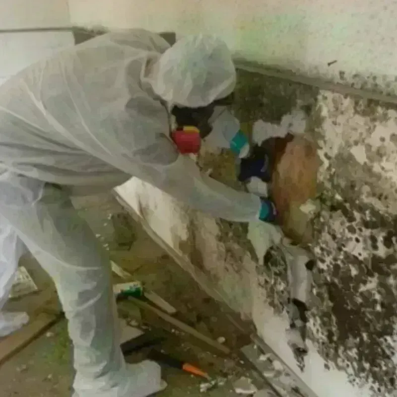 Mold Remediation and Removal in Roseville, CA